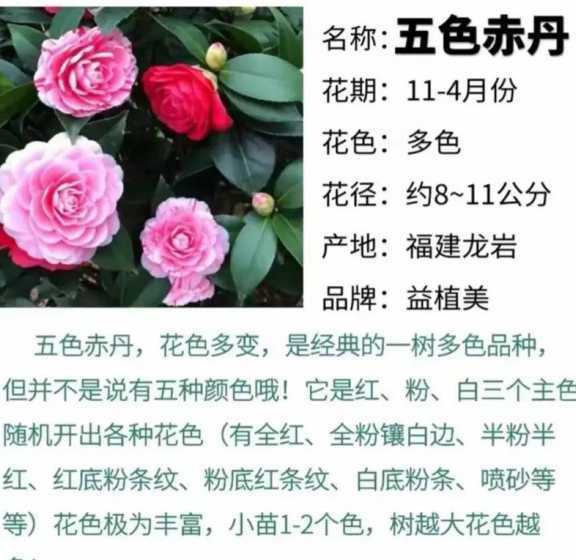 家里养茶花有什么好处 家里为什么不能养茶花,家里养茶花对主人好吗