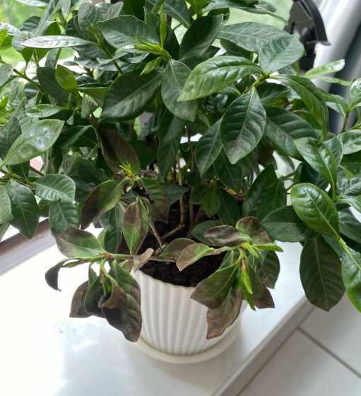 栀子花叶子干枯怎么办 栀子花叶子干枯了要怎么办