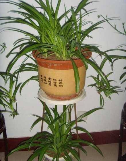 新手适合养什么盆栽花 新手适合养的10种花