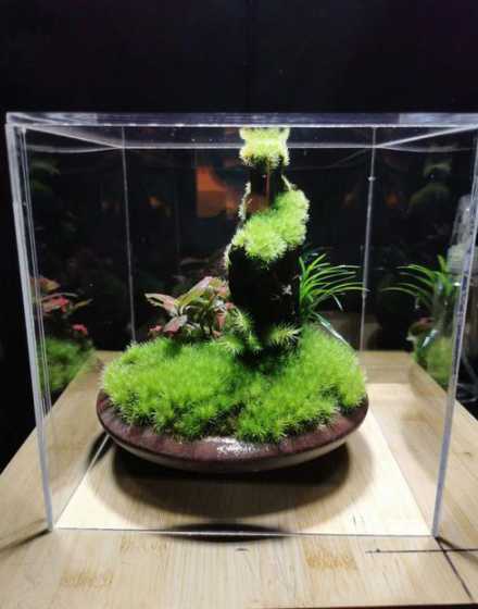 盆景青苔发黑怎么处理 请教室内盆景假山上的青苔变黑