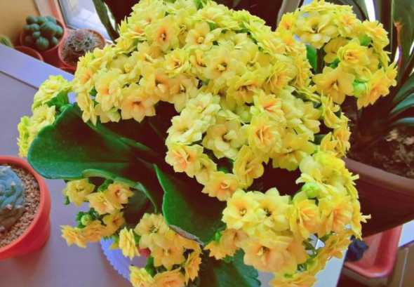 怎么样能使花涨的旺盛 花卉怎么养才能长得旺盛 怎么养花才能更旺盛
