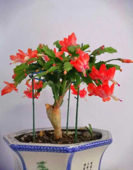 什么花上能嫁接蟹爪莲 蟹爪莲嫁接的方法