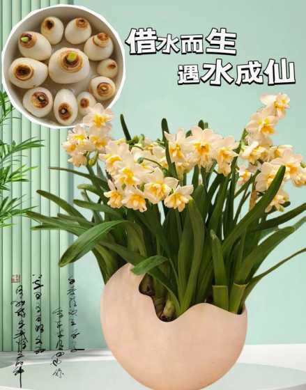 水仙种球为什么要泡水 ...水仙栽培时常用30-35℃高温处理种球,目的是什么