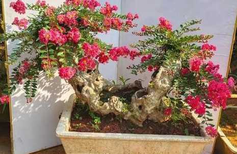 盆栽紫薇冬天怎么过冬 盆栽紫薇怎样过冬