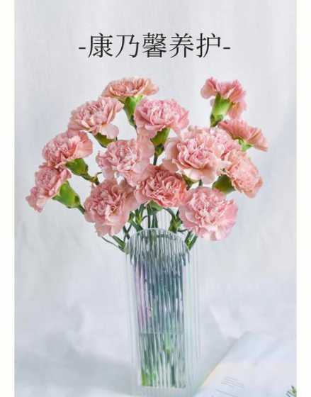康乃馨怎么保鲜时间长 康乃馨鲜花保鲜方法