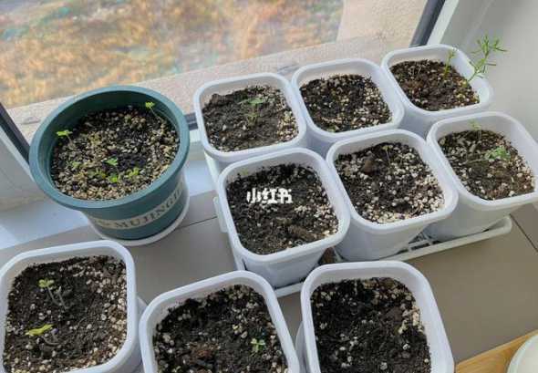 酢浆草发芽以后怎么养 酢浆草发芽后要蒙上吗