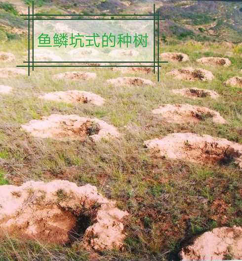 大坑内为什么种树不活 发现东周大墓,为什么一坑多棺