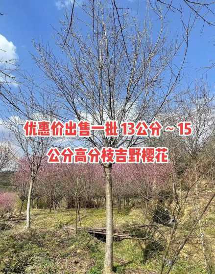 十五公分的樱花多少钱 2024重庆垫江牡丹樱花世界门票多少钱