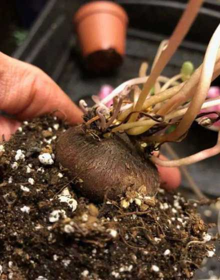 仙客来球有点腐了怎么 仙客来越长花和叶越少,球根外露部分长裂缝怎么办