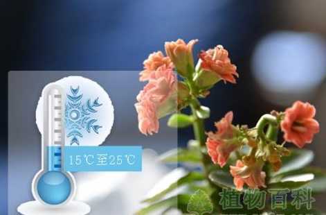 盆栽怎么保持室内温度 室内盆栽怎么养有哪些技巧