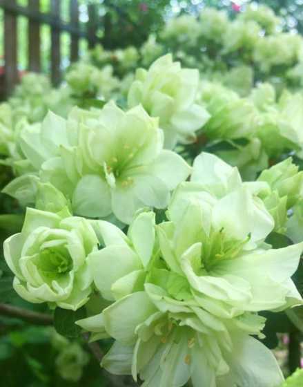 花的叶子为什么是绿的 为什么家里种的花,叶子很绿但干了