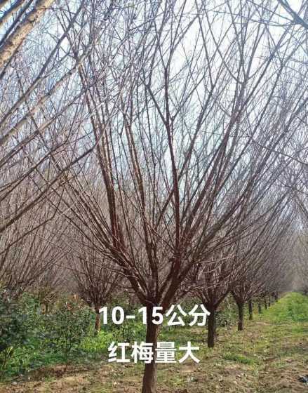 垂枝红梅树多少钱一棵 一棵杨树植多少钱