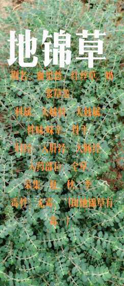 地锦草生长在什么地方 一点红是什么植物