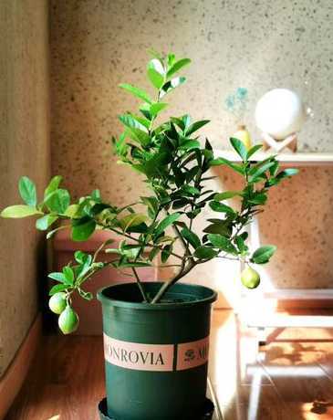 盆栽柠檬树应该怎么养 家养柠檬树怎么养殖