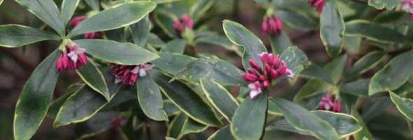 蕊香花怎么养怎么浇水 桂花怎么养护