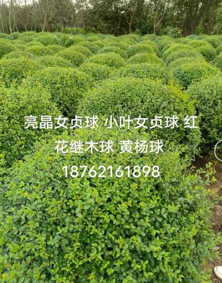 小叶女贞球有什么用途 小叶女贞造型树的园林用途