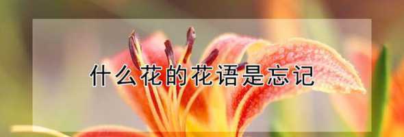 代表忘记的花是什么花 什么花的花语是忘了我