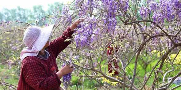 怎么样叫紫藤春节开花 紫藤花是什么样子的,什么时候开花