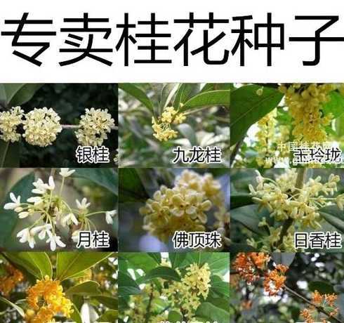 桂花种子苗多久能开花 桂花小苗移栽后多久发芽