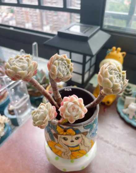 法师多肉可以怎么嫁接 多肉植物嫁接方法