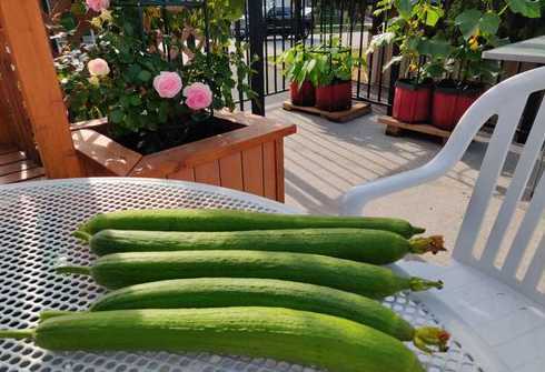 家庭盆栽丝瓜怎么种植 如何在阳台上盆栽丝瓜