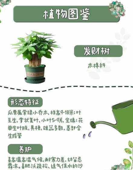发财树怎么样浇水护理 发财树的养殖方法和浇水