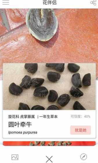 怎么鉴别花种子的好坏 花生种子怎么挑选如何判断好坏