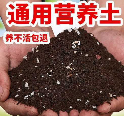 什么花不能用营养土栽 玫瑰花为什么不能用营养土