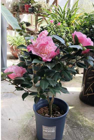 室内盆栽茶花怎么养植 茶花该怎么养护