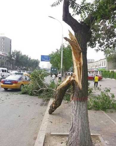 树木主干断了怎么样弄 为什么树木要修剪