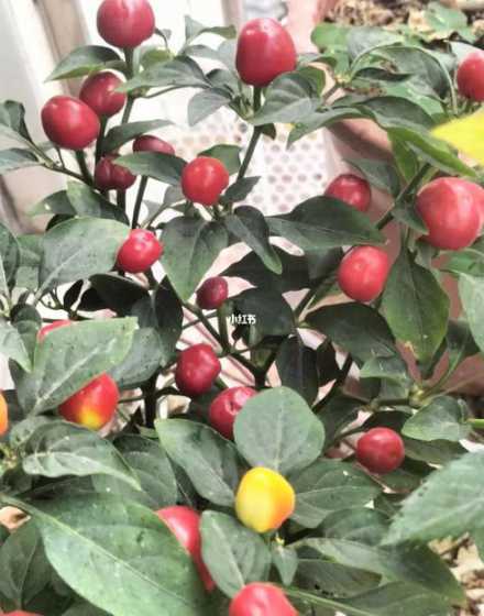 苹果辣椒花冬天怎么养 怎么写作文辣椒