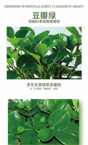 豆瓣绿为什么叫豆瓣绿 豆瓣绿的寓意