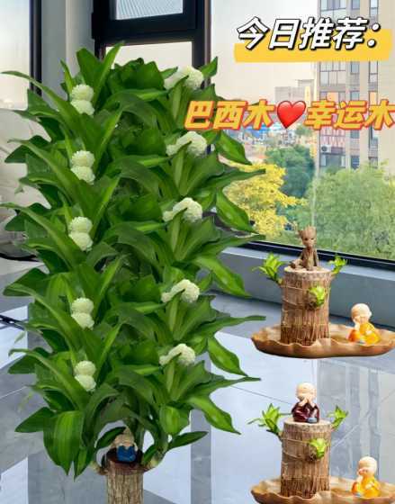 什么树木好养不用浇水 家有庭院,门前种什么树好好多人喜欢养四种,看都是啥