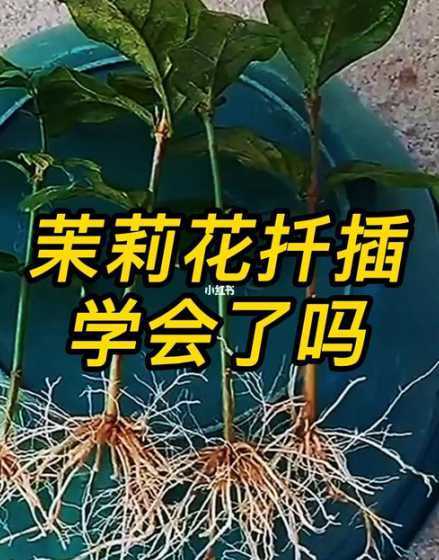 扦插茉莉花怎么样移盆 家里养的茉莉花,五六月份怎么扦插分盆呢