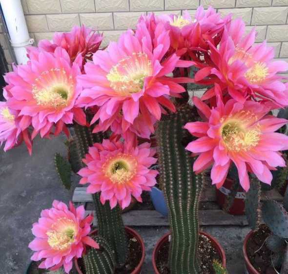 提前开花代表什么预兆 昙花开花前有什么预兆