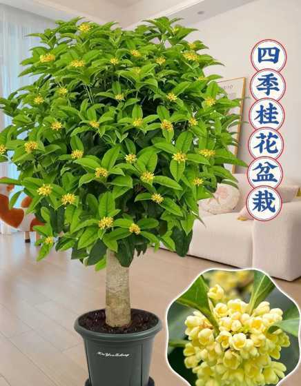 盆栽桂花秋天怎么浇水 桂花怎么浇水