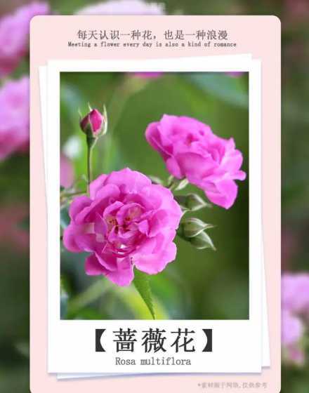 花中皇后的花语是什么 花中皇后是什么花