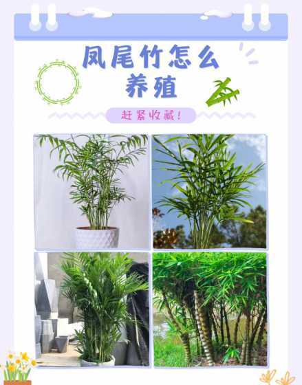 凤尾竹的养殖加点什么 凤尾竹养殖方法六大要技