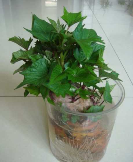 怎么样在花盆里种红薯 红薯花盆种植方法 红薯花盆种植方法教程