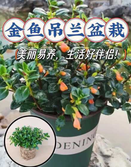 盆栽金鱼花有什么作用 家里养聚财金鱼花好吗