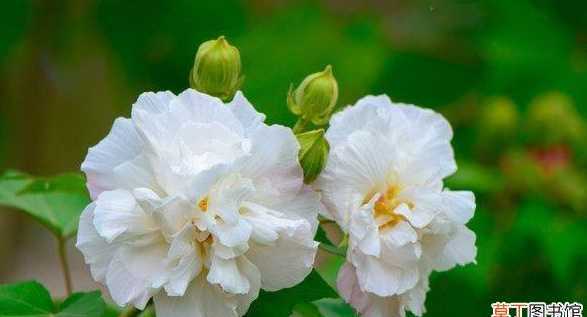 芙蓉花为什么不长花根 芙蓉花不长花苞怎么办