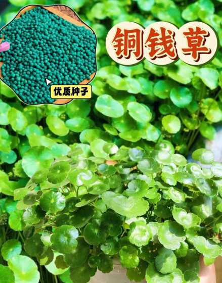 铜钱草怎么长了好多籽 铜钱草结籽了怎么办