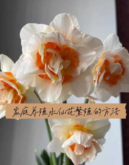 水仙花怎么养怎么繁殖 水仙花的繁殖方法大全