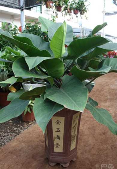 绿霸王叶子焉了怎么办 绿霸王叶子下垂,有些地方发黄
