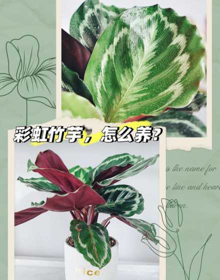 冬季彩虹竹芋怎么养殖 彩虹竹芋的养殖方法和注意事项大全