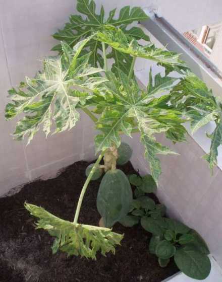 盆栽木瓜怎么才能高产 盆栽木瓜的培土应该怎样配制