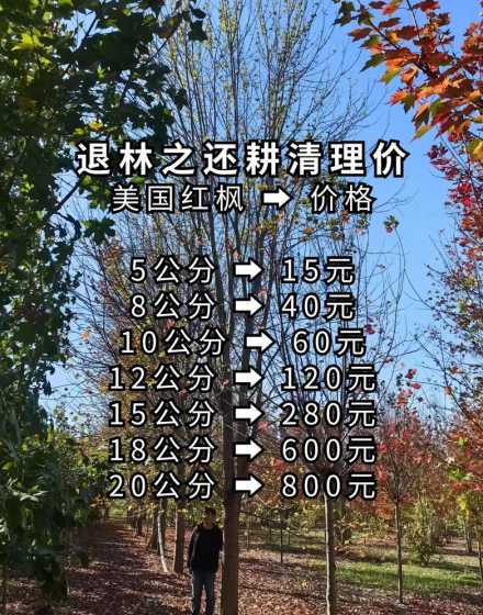 米径6公分红枫什么价 什么风景树价值高