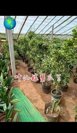 叶仙嫁接什么时候合适 怎样扦插叶仙成活率高,什么时候扦插生根能活