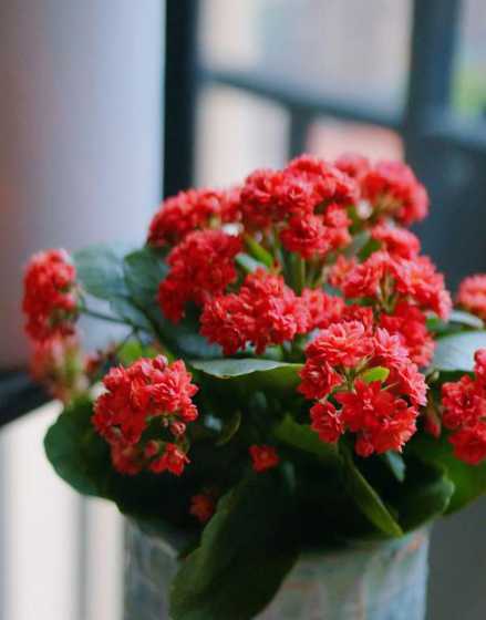 百岁花为什么叫百岁花 人一百岁为什么叫期颐怎么读