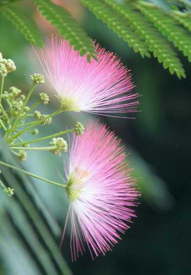 合欢花为什么叫马缨花 仙绒花,合欢花,马缨花,凤凰花都是一种花吗